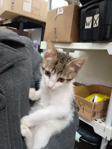 Gatinho filhote para adoção