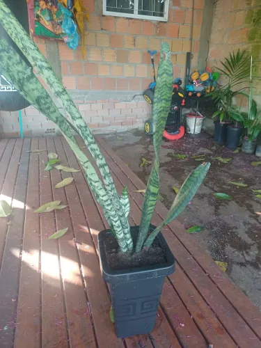 Vasos de plantas Espada-de-São-Jorge