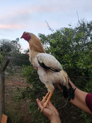 Frangos e galo