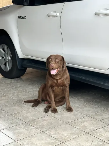 Labrador chocolate procura namorada