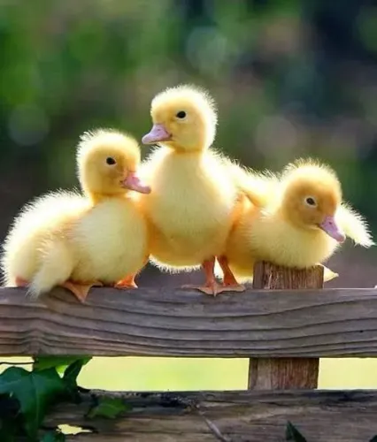 Patos filhotes e Marrecos 