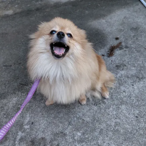 Filhote macho de Spitz/ lulu