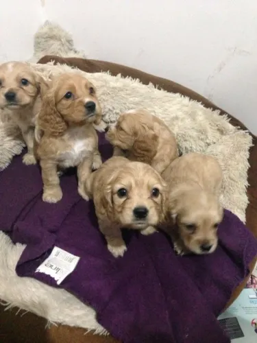 Cocker spaniel lindo e brincalhao