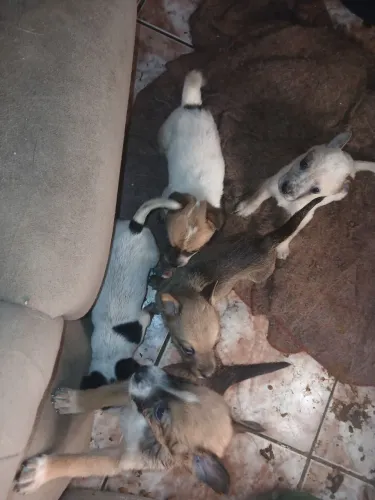 Doa-se cachorro Blue reller misturado com pastor alemão 