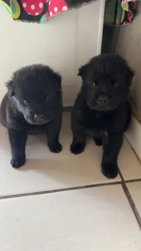 Filhotes de Chow Chow
