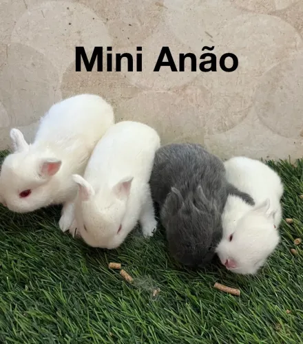 Mini anão 