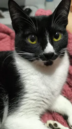    Uma segunda chance para uma gatinha incrível ?