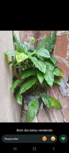 Vende se plantas.