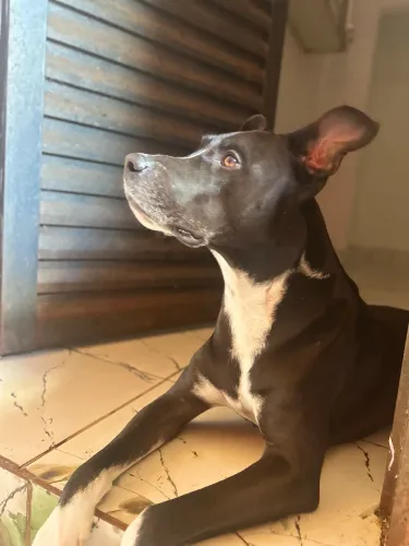Estou doando pitbull