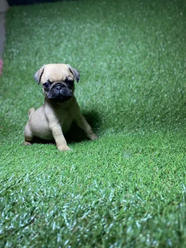 Filhote de pug macho disponível 