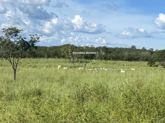 Fazenda 18.5 alqueires, 4 km de estrada chão 30 km de Niquelândia - GO