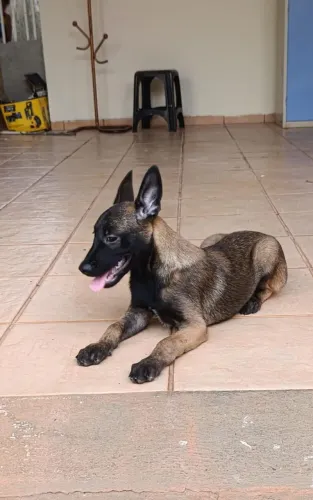 Pastor belga malinoar filhote