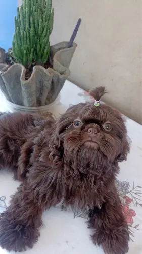 Shih tzu fêmea 
