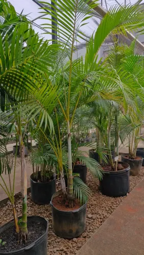 Palmeira Areca Bambu - entre 1 e 2 metros