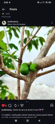 FRUTÍFERAS E PLANTAS ORNAMENTAIS