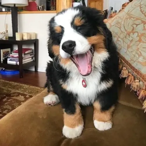 Filhotes de Bernese | Filhotes perfeitos pro seu lar!