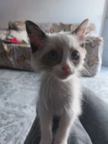 Doação de gata