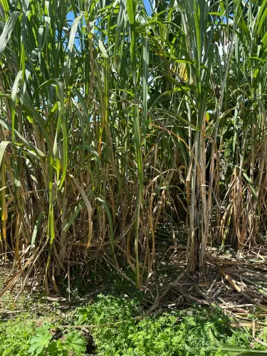 Vendo cana para fazer caldo!!!