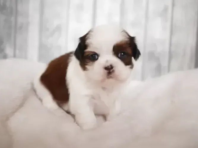 Filhotinhos Macho e Fêmea Companheiros Shih tzu/shitzu São Paulo