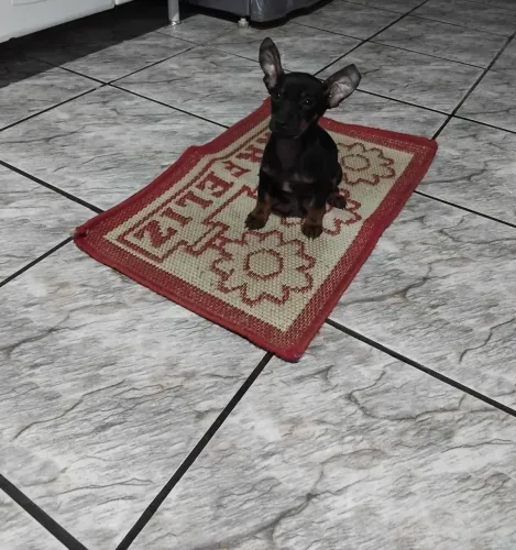 Vende-se cachorro pinscher MACHO!