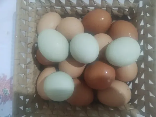 Ovos caipira