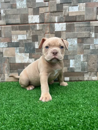 Filhote American Bully macho