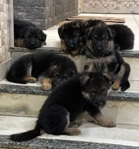Peludos e Cão de Guarda, Filhotinhos de Pastor
