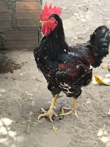 Galo gsb