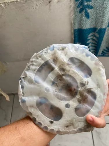 Coroa da mottu 