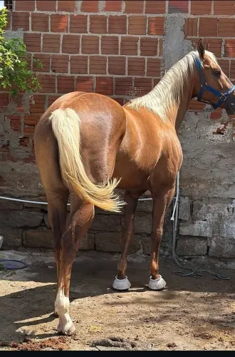 Cavalo bom 5.500