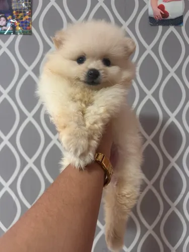Lulu pomerania último macho menor preço