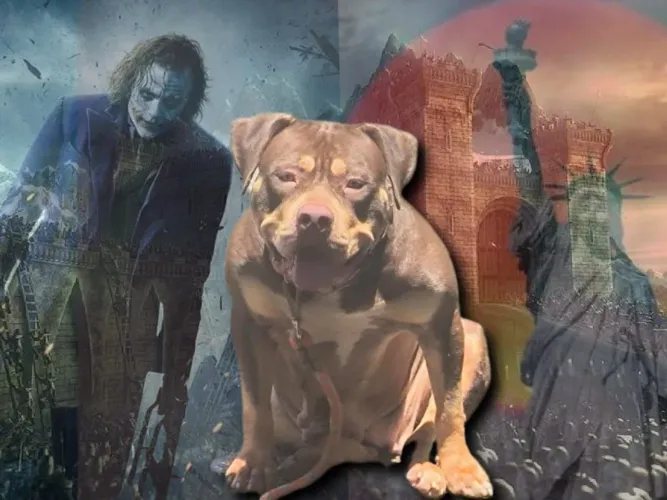 Filhote de Pit monster disponível