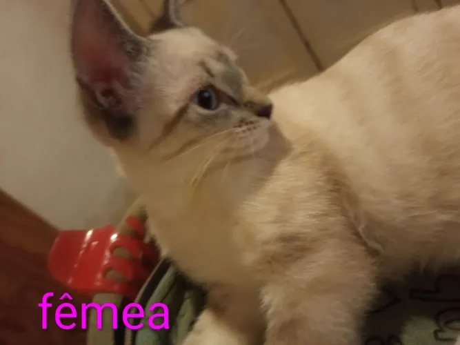 Gatos máximo 6 meses
