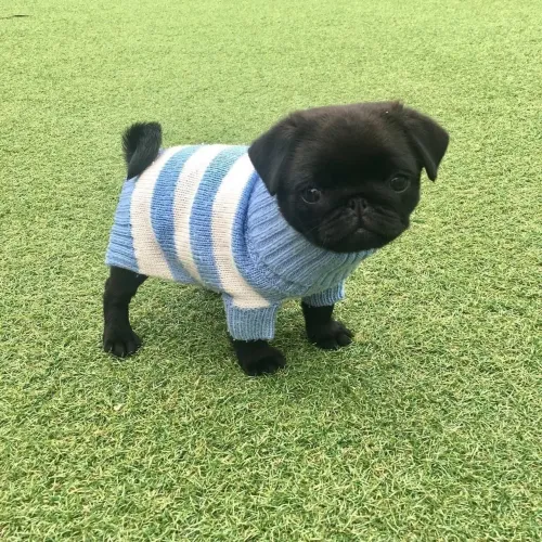 Pug Esse cachorro vai te surpreender com tanto carinho