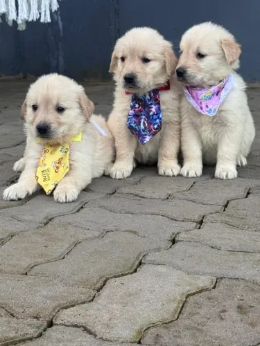 golden retriever R$ 2950,00