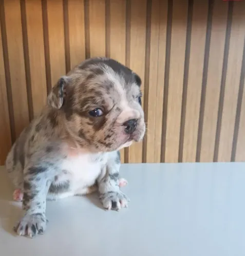 Buldogue francês