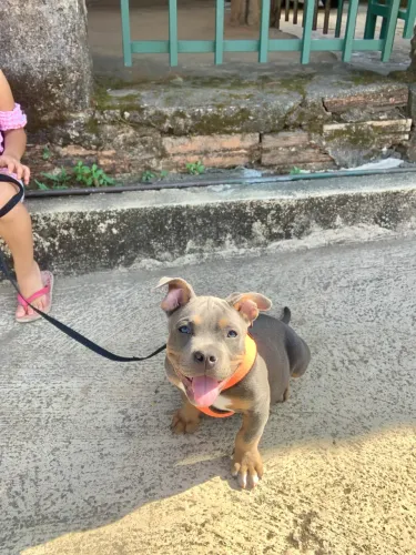 american bully tricolor blue