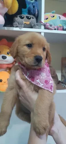 Goldem disponível