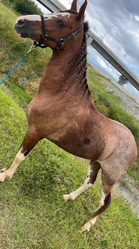CAVALO MACHADOR