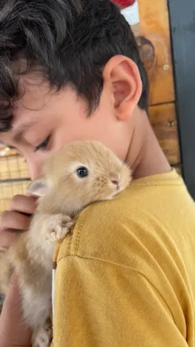 Filhote fêmea de mini coelho (anão com lion)