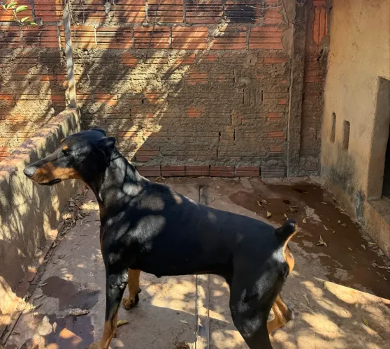 Doberman para cruza 