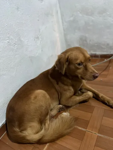 Cachorro adoção 