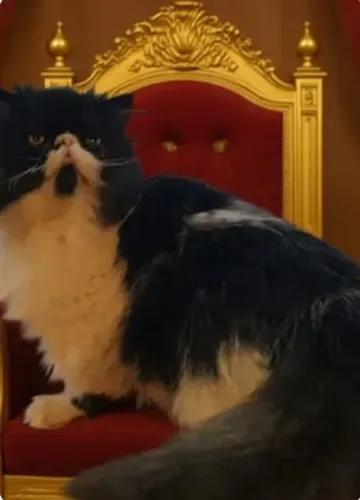 Gato persa padrao show extreme