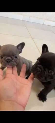 Bulldog Francês 