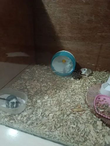 Vendo esquilo da Mongólia