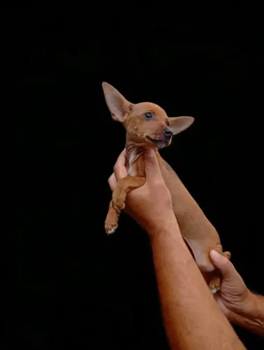 Esse pequeno Pinscher macho vai te surpreender