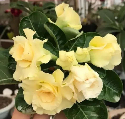 Rosa d deserto buque, tripla e amarela com botões florais 