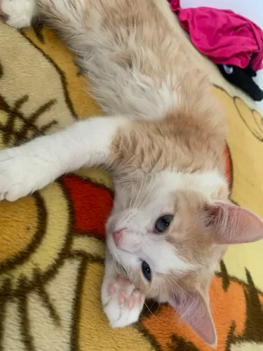 Doa - se lindos gatos (8 meses)