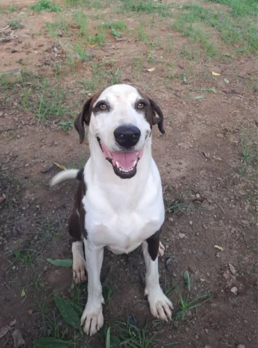 Cachorro para adoção 