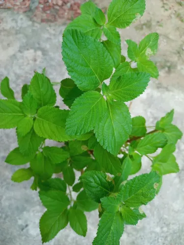 PLANTA CIDREIRA.